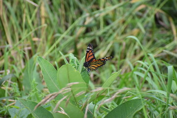 butterfly on leaf