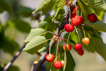 Red cherries on the branches