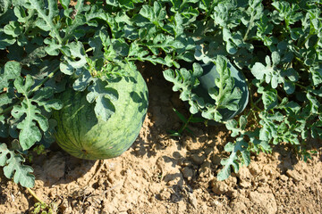 Watermelon on the green plantation in the summer. Agricultural watermelon field, Fresh watermelon fruit in fields. Ripe watermelon in plantation, Chakwal, Punjab, Pakistan