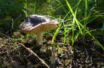 A forest mushroom with red-brown cap, widely spaced cream colored gills and a white stem among backlit grass, selective focus close up photo, Darkening Brittlegill or Russula vinosa in Sweden