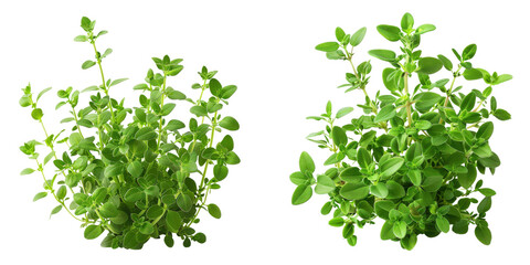 Naklejka premium Fresh green oregano plants, perfect for culinary dishes and herbal remedies, showcasing vibrant leaves and healthy growth.