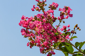 Fototapeta premium 青空とピンクのサルスベリ