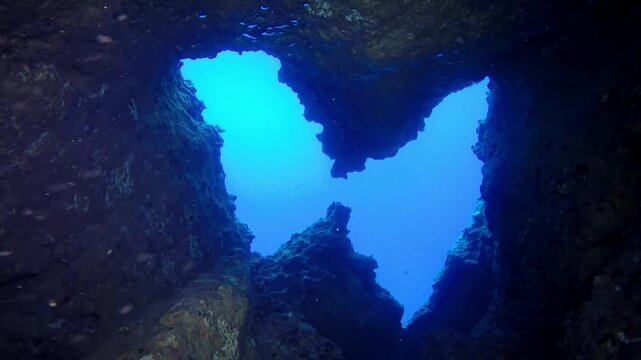 Beautiful underwater flora and fauna