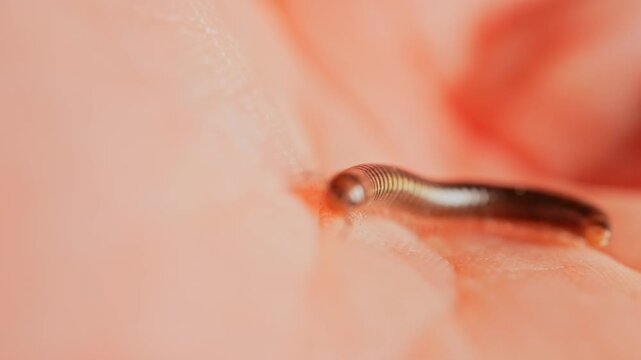 Millipede walks on human hand. Scary crawling centipede bug on human skin. Formication sensation on or under the skin. Halloween shot of the insect. Entomophobia phobia of bugs and insects, horror.