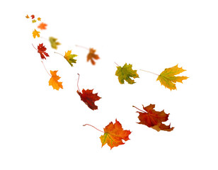 Falling autumn leaves isolated