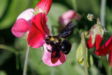 A violet carpenter bee collecting pollen and nectar on sweet pea flowers in a garden