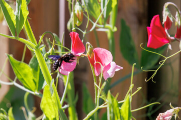 A violet carpenter bee collecting pollen and nectar on sweet pea flowers in a garden