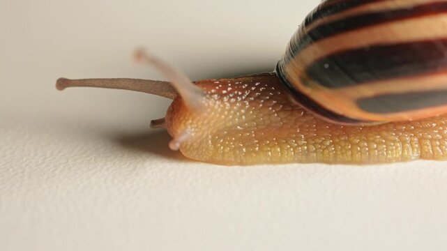 Snail slowly crawling out of shell detailed macro close up view.  Vineyard snail slimy mucus body, air-breathing land snail. Gastropod mollusc. Invasive species and an agricultural pest.