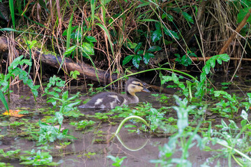 A chick of a mallard duck swims between water plants in the water of a stream