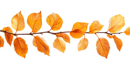 golden autumn foliage isolated on white background, png