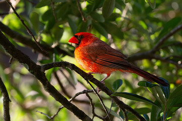cardinal on a branch