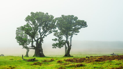 Fanal Forest. Misty forest in Fanal.  Old laurel tree in laurel tree forest in madeira in Portugal