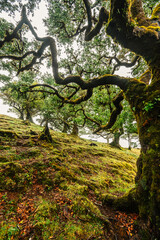 Fanal Forest. Misty forest in Fanal.  Old laurel tree in laurel tree forest in madeira in Portugal