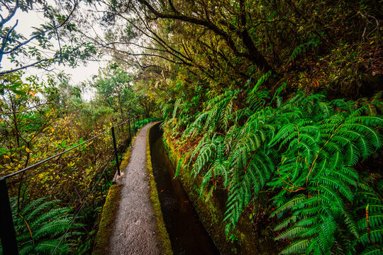 Magical misty green forest with waterfalls in Levada do Norte, Madeira island, Portugal. PR17 Pinaculo e Folhadal