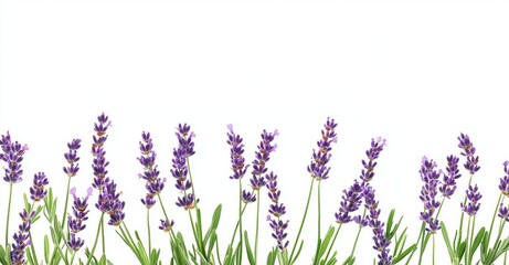 Naklejka premium The bouquet of purple lavender flowers is cut out from a vibrant fabric