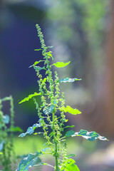 Rumex longifolius: Green plant with serrated leaves and elongated inflorescences, blurred background and soft lighting. 