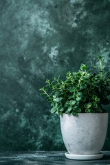 A potted green plant in a marble-textured pot is set against a stylish grey background, showcasing minimalist elegance.