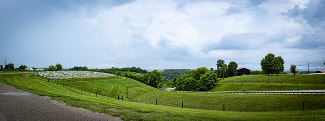 Fototapeta premium Panorama of county road between hills with vineyard near Richmond, Kentucky