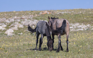 Wild Horses in Summer in the Pryor Mountains Montana