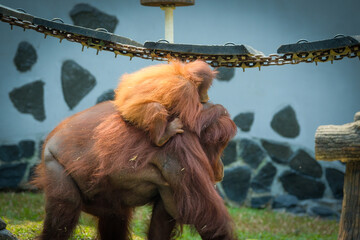 Orangutan orangutans  © badrudin