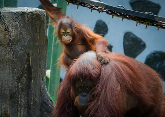 Orangutan orangutans  © badrudin
