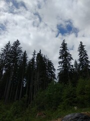 clouds over forest