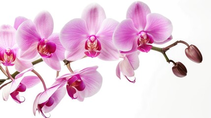 Isolated pink orchid in close up on white backdrop