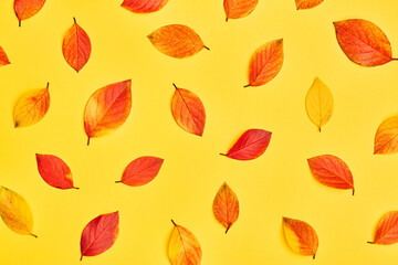 Obraz premium colorful autumn leaves in red and yellow
