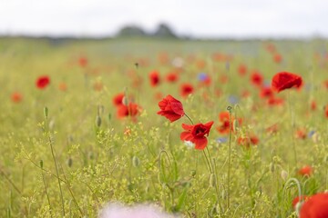 Image of poppy field in bloom during the day in springtime