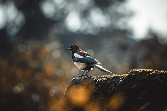 Elster.
Die Elster ist eine Vogelart aus der Familie der Rabenv&ouml;gel. Sie besiedelt weite Teile Europas und Asiens sowie das n&ouml;rdliche Nordafrika. In Europa ist sie vor allem im Siedlungsraum h&auml;ufig.