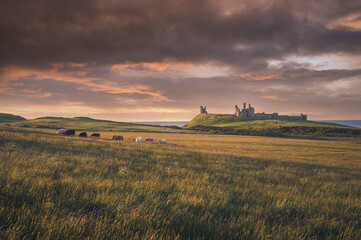 Obraz premium Cows coming home at Dunstanburgh