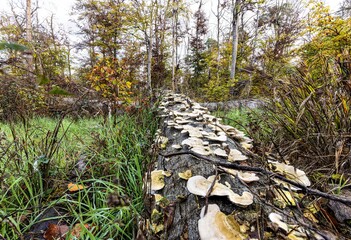 Scenic view of a tree trunk overgrown with fungi in autumn
