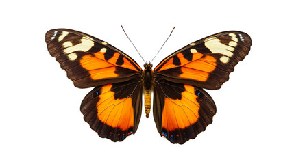 Fototapeta premium Close Up of an Orange and Black Butterfly. isolated cutout png