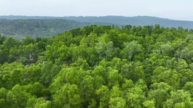 Majestic Aerial View of Lush Green Forest Canopy
