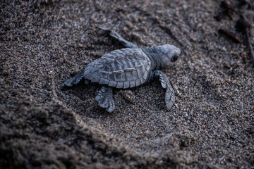 Freshly Hatched Olive Ridley Sea Turtles. Bay of Banderas, Jalisco, Mexico.