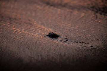 Freshly Hatched Olive Ridley Sea Turtles. Bay of Banderas, Jalisco, Mexico.