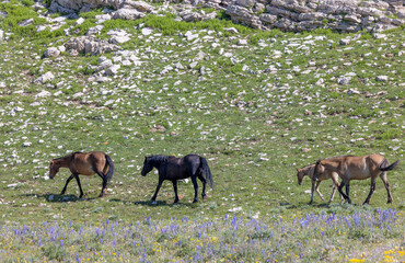 Wild Horses in Summer in the Pryor Mountains Montana