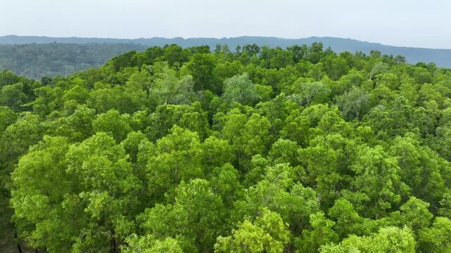 Panoramic Aerial View of Rolling Forest Hills at jaflong in Bangladesh