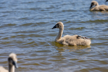 young swans in gray down swim on the lake