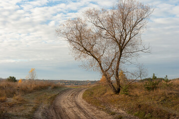 Yellow grass and tree against a blue sky, natural background.