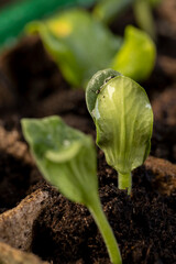 the first sprouts of pumpkin and watermelon in paper pots