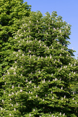 a flowering chestnut tree in spring