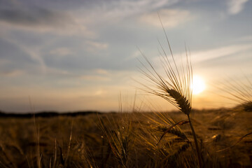 Fototapeta premium the yellow sun at sunset in a field with a harvest of rye cereals