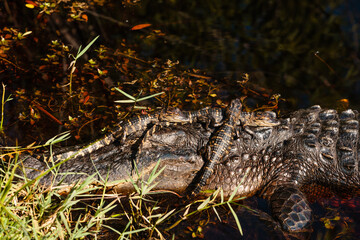 Lefty (the mother aligator) with her babies in the pond at Gulf State Park, Gulf Shores, Alabama, April 2017, with three resting on her head