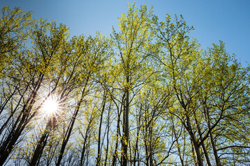 The Aspens in this Wisconsin woods are accented by the sunstar in the early May sky