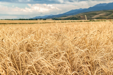 Yellow ears of wheat sway in the wind against the backdrop of mountains. Natural background.