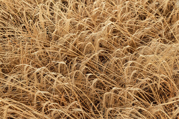 Yellow ears of wheat sway in the wind. Natural background.