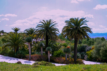 Fototapeta premium Tall palm trees line a wide field, backed by majestic mountains