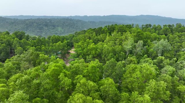 Serene Drone Footage of Expansive Forest Hills