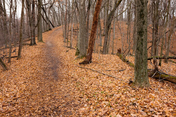 The hiking trail climbs the hill within the leafless woods within Pike Lake Unit, Kettle Moraine State Forest, Hartford, Wisconsin in late November